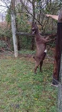 #Sakura stand up to reach the limb of the trees