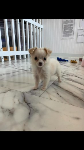 224 reactions · 12 shares | Everyone say hiiii to Teenie Beanie 凉...