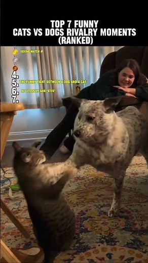 Top 7 Cats vs Dogs Moments (Ranked) #funny #cat #animalshorts #funniestvideo #catsanddogs