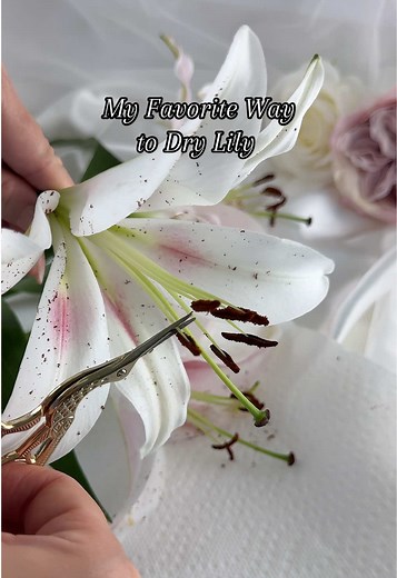 How to Dry Lily Flowers Using Simple Methods