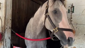 Sandman trainer, jockey, owner and more to know about 2025 Kentucky Derby horse