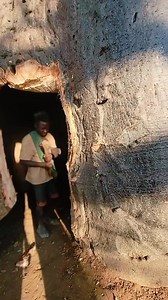 Chaaba Dudukwe new tree house 🏡 | Luf Jones Tribal