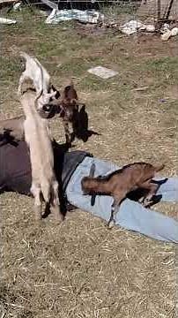 May 5, 2026 “Pack Goat Training Starts Here: Baby Goats Climbing All Over Me!”