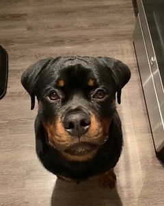 2.8K views · 191 reactions | Drooling for treats  --- Find your pet sitter in just the wag of a tail! https://bit.ly/3knzspY  @reis.the.rottie | Holidog | Facebook