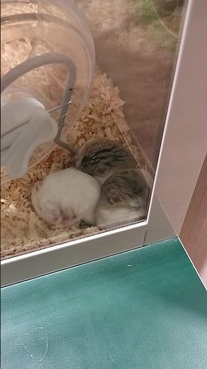 Cute Little Mice Sleeping So Peacefully