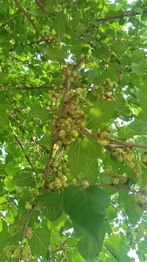 day 3 Aman Profiles blog post video #aman #amanprofiles