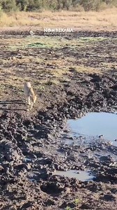 Nervous cheetah | Nombekana Safaris and Wildlife Photography