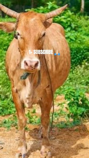 neshar Nouka 4 with traffic rider game #sadcoversong #automobile #shorts