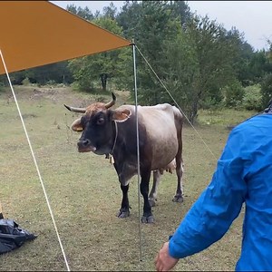 8.2K views · 138 reactions | Cow come to my Tent #campingcar #survival #campingtrip #campingfun #campingfun #campingfun #campingfun #campingcar #survival #camping #campingvibes | Outdoor Camping | Facebook