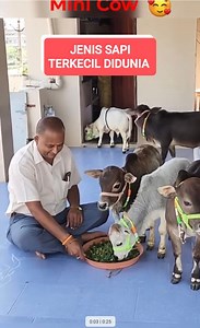 189K views · 1.2K reactions | Sapi terkecil didunia #sapi #peternakan #domba #peternak #ternak #minicow #mancing #hewanunik #hewananeh #prindavan #india | RaptorFish | Facebook