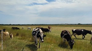 Cows freely grazing and roaming in the field.