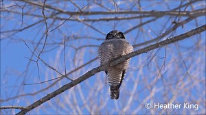 I love owls, anything and everything that they do is sheer & utter magic to me. I was eternally blessed to have spent so much solo time quietly observing this beautiful northern hawk owl this past winter. So many magical things I was unable to capture on video or photograph, but that's okay, as what I have seen & what I was able to capture I will forever be astonished by what an amazingly beautiful, intelligent & playful creature this owl was. | Thee Owl Queen | Facebook