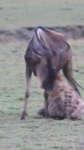 Hyenas are very skilled hunters, and not only scavengers…..don't be fooled!!! An #AfricanSafari #gamedrivesafari will bring you closer to such dramatic encounters, even wild #africanwildlife experiences. #hyenas #hyena #spottedhyena #wildebeest #wildebeests #adventuresafari #gamedrive | Wildfriends Africa