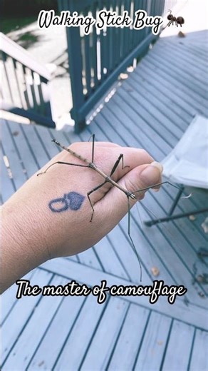 This video features a stick insect, also known as a walking stick or phasmatodean. Super cool! 😎