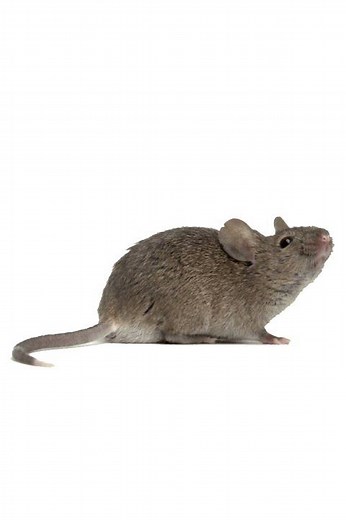 Sound Effects - Mouse Squeaking