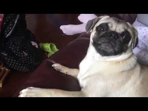 Pug Throws A Tantrum
