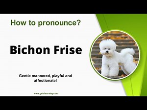 How to pronounce (Bichon Frise) Correctly in English