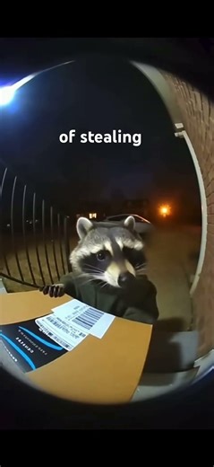 Thief raccoon caught stealing Amazon package off front porch