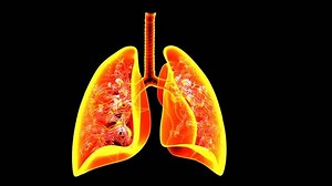 respiratory of lungs anatomy 3d animation