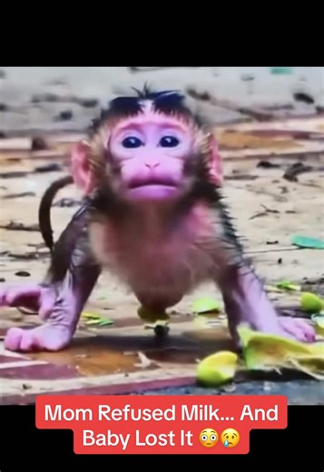 Mother Monkey Refused Milk… And Baby Lost It 😳😢 #m#monkeym#monkeyfacem#monkeysb#babymonkeymonkeybaby