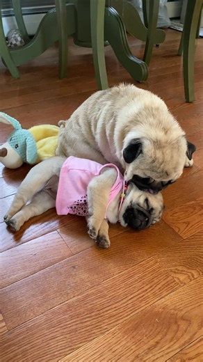 82K views · 8.1K reactions | Join our Group>>> https://www.facebook.com/groups/3158428927580347/?ref=share_group_link | Pug puppy lovers | Facebook