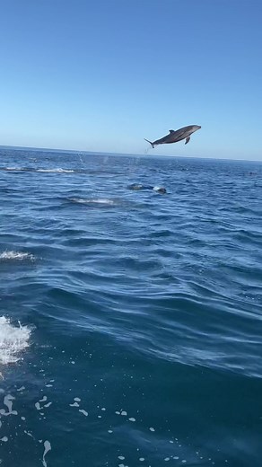 Rare Real Rainbow Dolphin - Craziest Sight in Mexico!