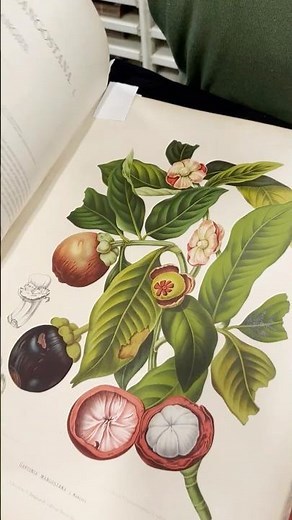 How many exotic plants can you identify in this rare book? 🥭