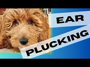 Ear Plucking How-To, With Demo!
