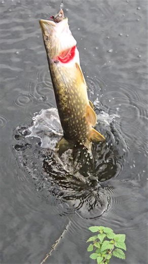 #handmade #zombie #perch #fishing #lure #alien_predator_lures