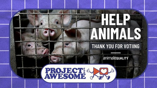 🐮 This National Justice for Animals Week, every action, every voice, every moment counts. 💙 Thank you for voting for Animal Equality’s video in Project for Awesome 2025! Your support is fueling real change for animals—but the fight doesn’t stop here. Let’s keep pushing forward! 🌱 More plant-based options: https://ae.onl/loveveg-organicfb 🍽️ 📜 A growing movement demanding stronger laws 🗣️ More voices speaking up for animals! Change is happening, and YOU are a part of it. Keep the momentum g