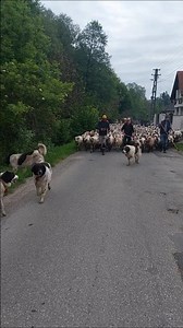 Shepherd life ,Taking Sheep 🐏 to the Hills: Mountain Journey Begins #wildlife#shepherdlife#shepherd
