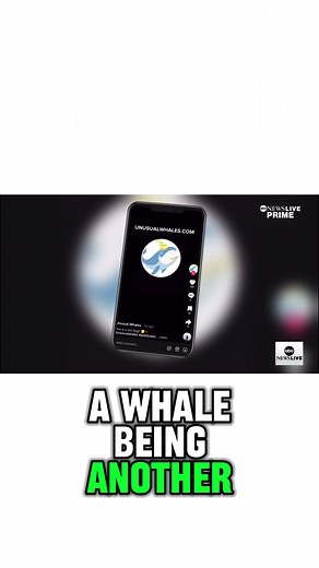 Unusual Whales on TikTok