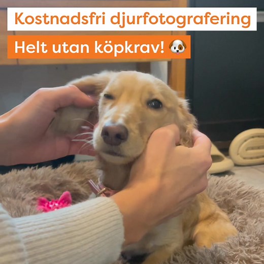 Djurfotograf besöker Landäng AB Skurup, 5e december – fredag. Kom på kostnadsfri fotografering helt utan köpkrav. I ditt personliga webbgalleri kan du sedan beställa om du blev nöjd. Tider, priser och all övrig info på StudioExpress.se | Studioexpress.se