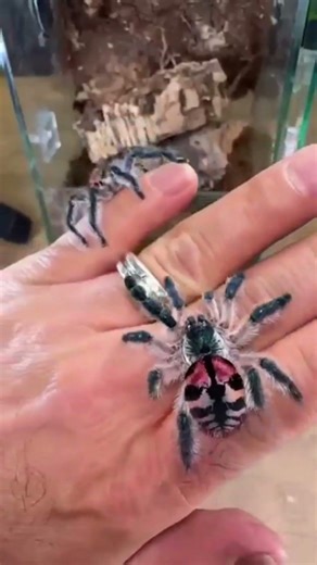 the power of transformation #animals #transformation #animallife #animalgrowth #animalgrowth