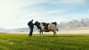 You are invited to join us on a journey alongside leading Registered Holstein Breeders from across the country in the next episode of Holstein America which is set to premiere on Monday, February 19th at 7 p.m. CST 🐄✨ Be sure to mark your calendar to tune into RFD-TV📅🎥 #HolsteinAmerica #HolsteinAssociationUSA | Holstein Association USA