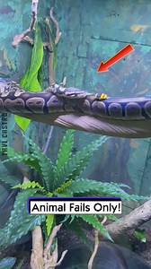 444K views · 2.3K reactions | Animal Fails Only! | Tavi Castro | Facebook