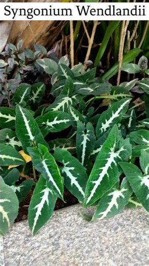 Syngonium wendlandii | Types of Synghonium #garden #gardening #shorts