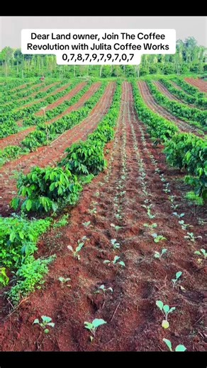 Coffee Farming in Uganda: Unlocking Arable Potential