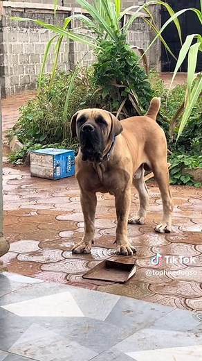 Boerboel Guard Dog Prevents Carpenter From Working