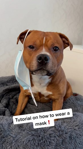 How to Put a Mask on a Dog | Easy Step-by-Step Guide