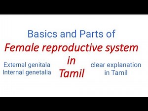 Female Reproductive System in Tamil/Parts of female reproductive system/ Uterus in Tamil