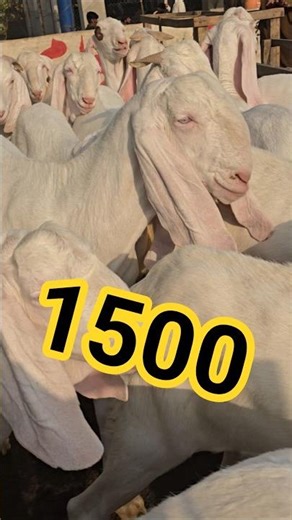 Friday, 08-05-2026 Bakra Mandi Update Today: Rajanpuri and Gulabi Bakray Prices 2026