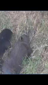 Surprise otter sighting delights Arizona wildlife watchers