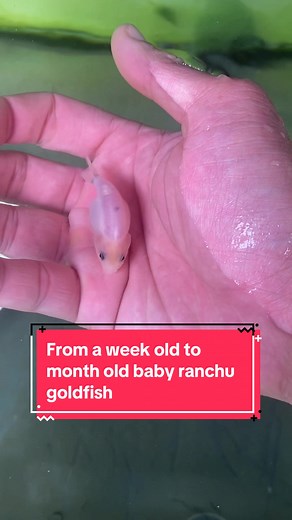 From a week old to month old baby ranchu goldfish #ranchu #goldfish #fish