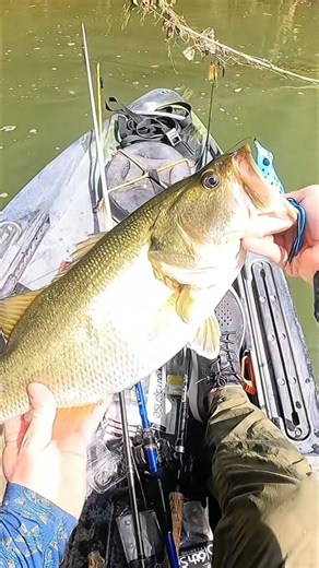 Speed kills. Chop that frog up and move it quick. River bass LOVE IT. #froggin #topwaterblowups #topwaterexplosions #topwaterfrog #frogfishing | Fishing Frog