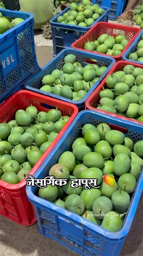 Original Hapus 🥭 | Konkan cha Assal Hapus | Natural Alphonso Mango | Direct Farm Mango