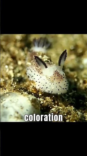 Meet the Cutest Sea Creature Ever Discovered!