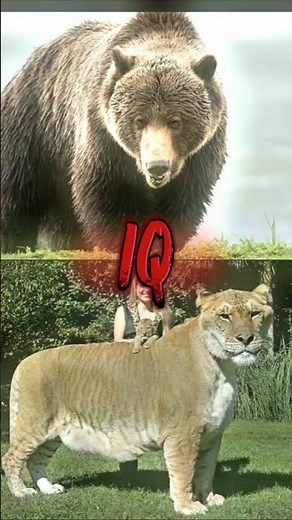 Grizzly bear vs Liger