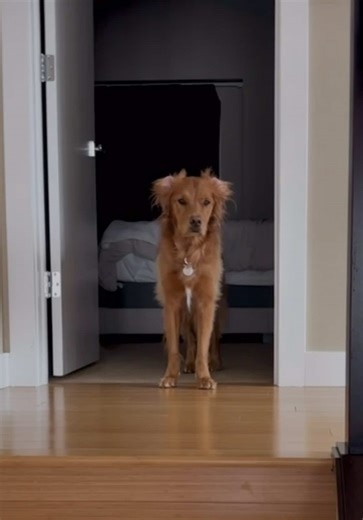 Back to Work: Funny Dog Videos to Brighten Your Monday