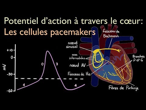 Potentiel d'action à travers le cœur : les cellules pacemakers